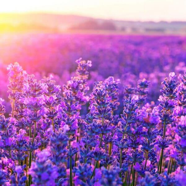 картинка тур из Киева